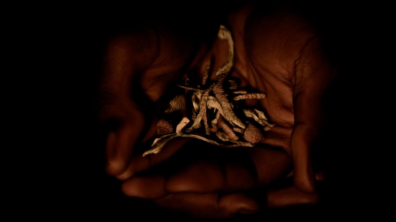 Loren Todd Shrooms Official Music Video