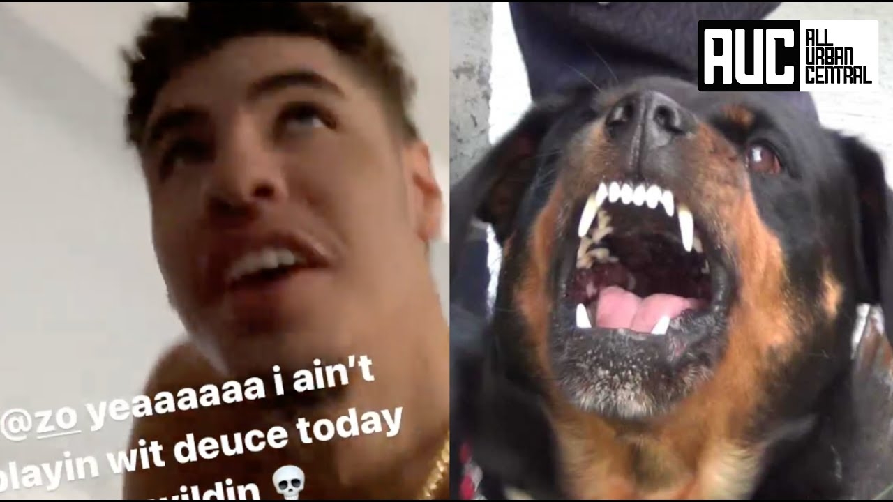 LaMelo Gets Terrorized By Lonzo Ball's Dog Locks Himself In Room For Protection