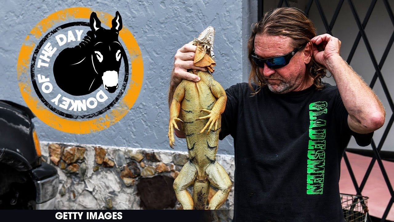 Florida Man’s ‘Stand Your Ground’ Defense Rejected In ‘Painful and Terrifying’ Iguana Killing