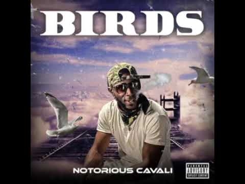 BIRDS | NOTORIOUS CAVALI