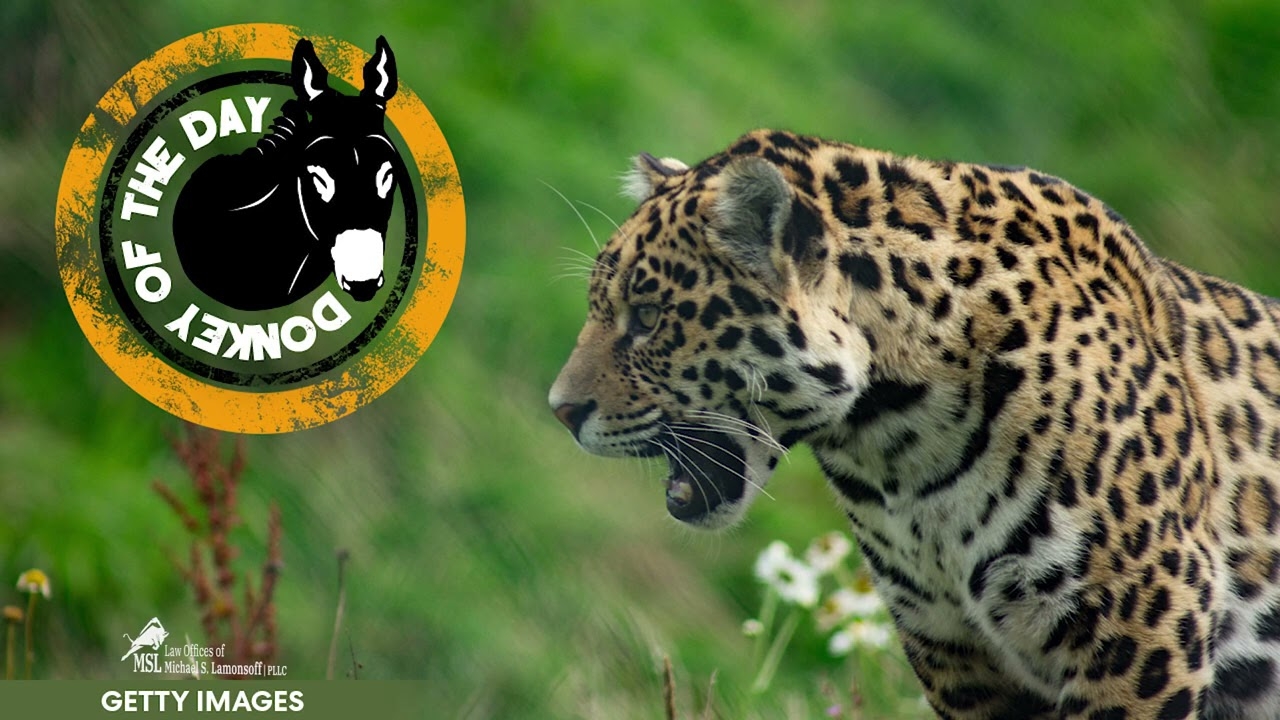 Florida Man Swiped By Jaguar After Putting His Hand In Exhibit At Zoo