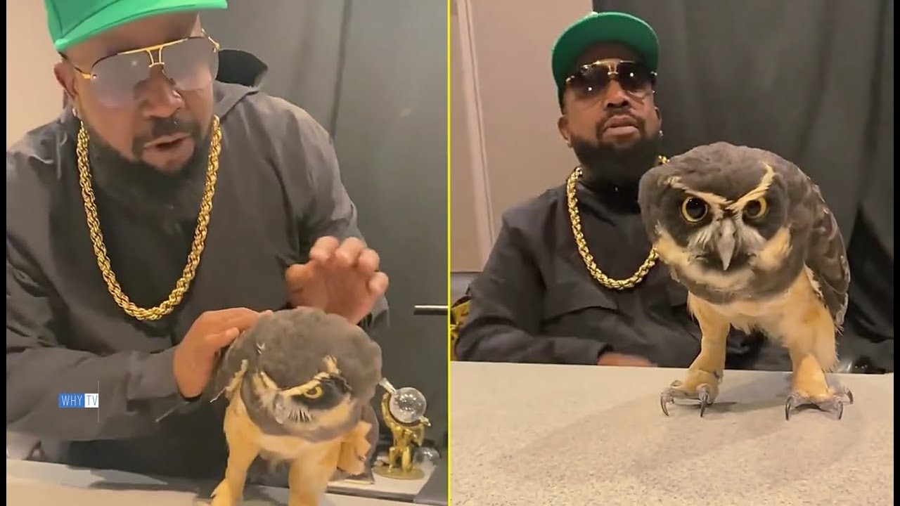 Big Boi Of Outkast Shows Off His Pet Owls In Studio 'Me And Andre 3000 Love Owls'