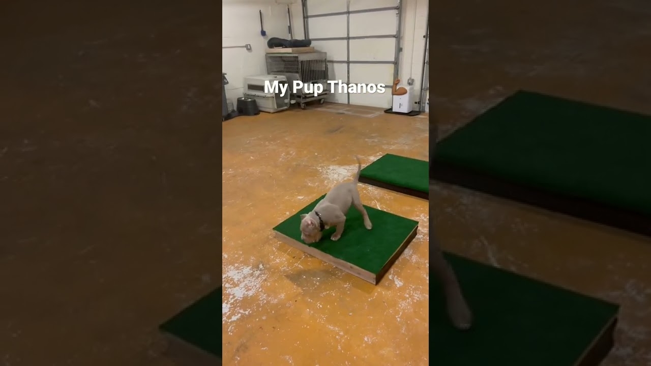 My Pup Thanos Getting That Training In! #Learned Behavior LLC.