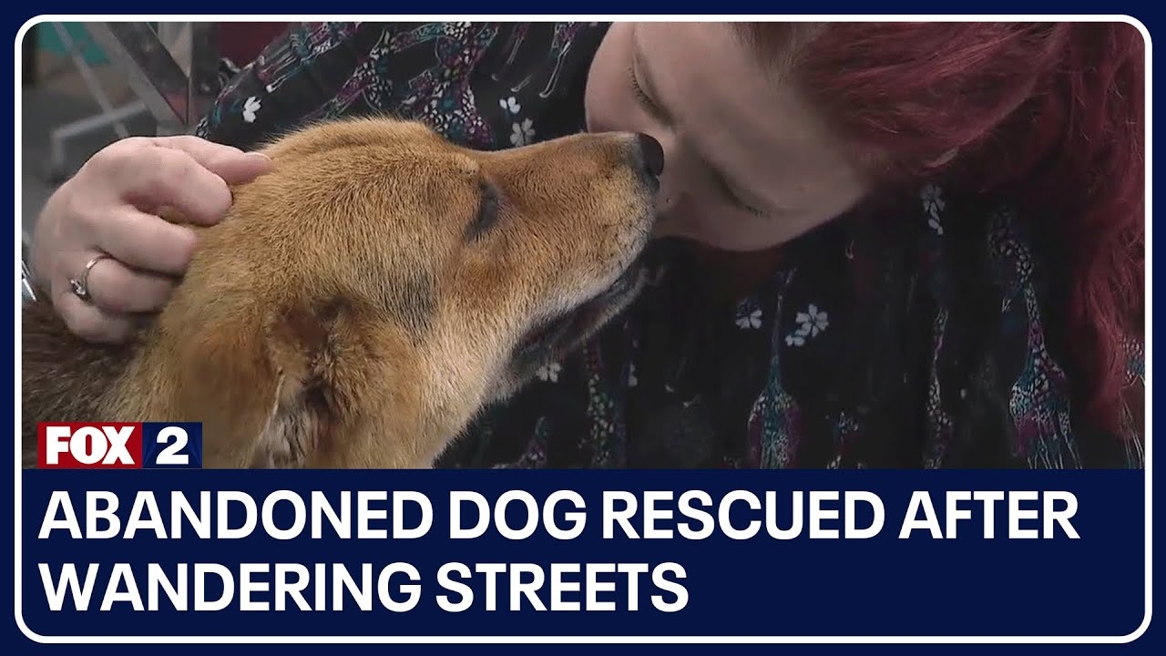 Abandoned dog rescued after wandering streets with stuffed toy, now receiving much-needed care
