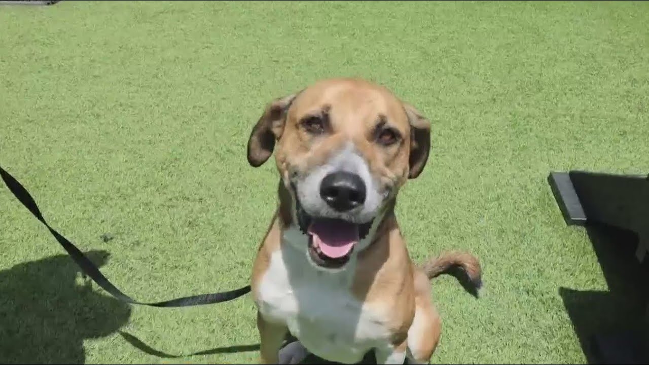 PAWS Pet of the Week: Georgia