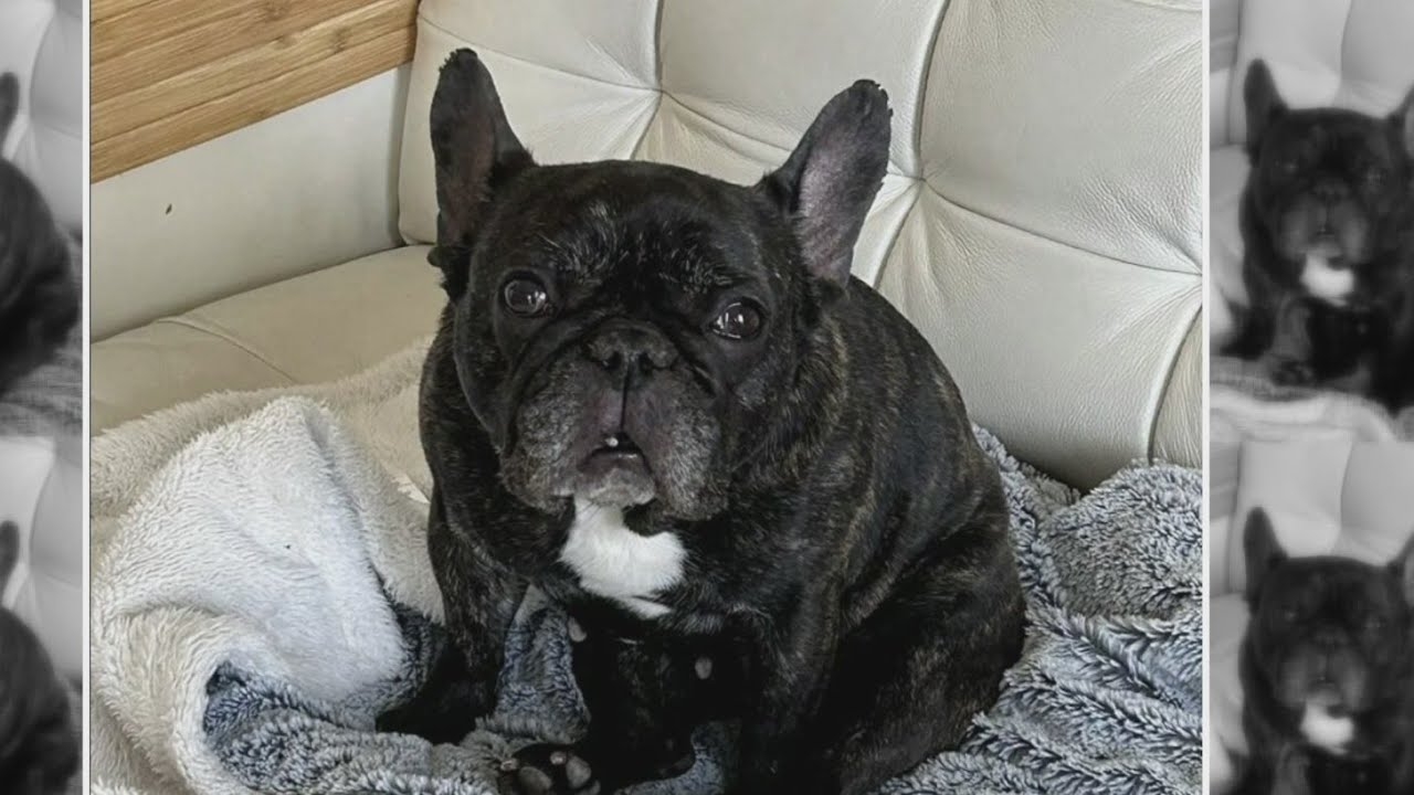 Dog stolen from woman at gunpoint on Chicago's Northwest Side, police say