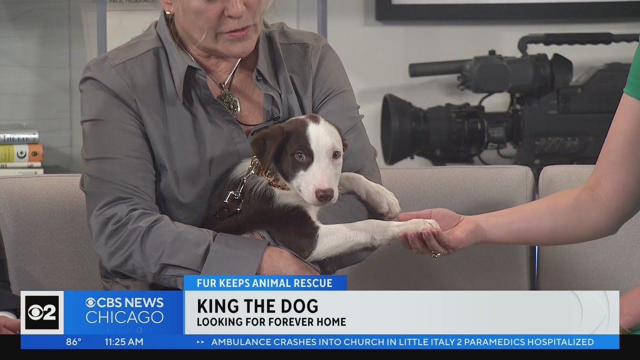 Pet Rescue Spotlight: Fur Keeps Animal Rescue