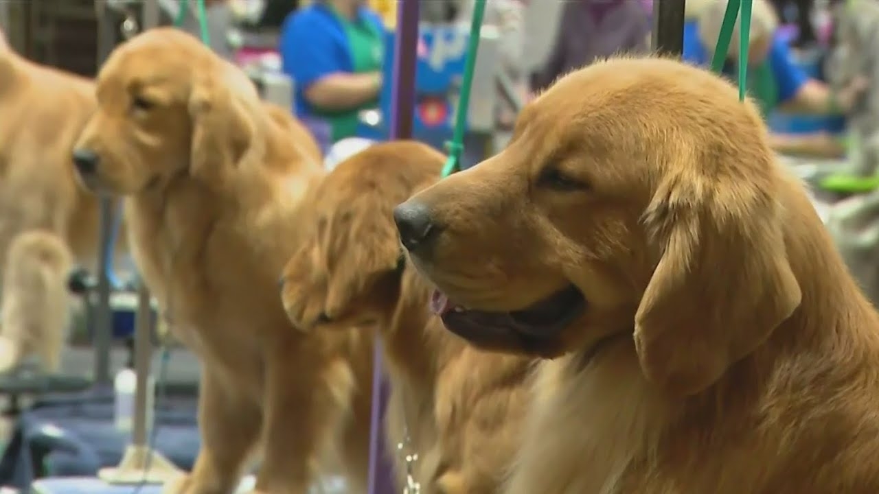 The Great American Dog Show comes to Chicago in August