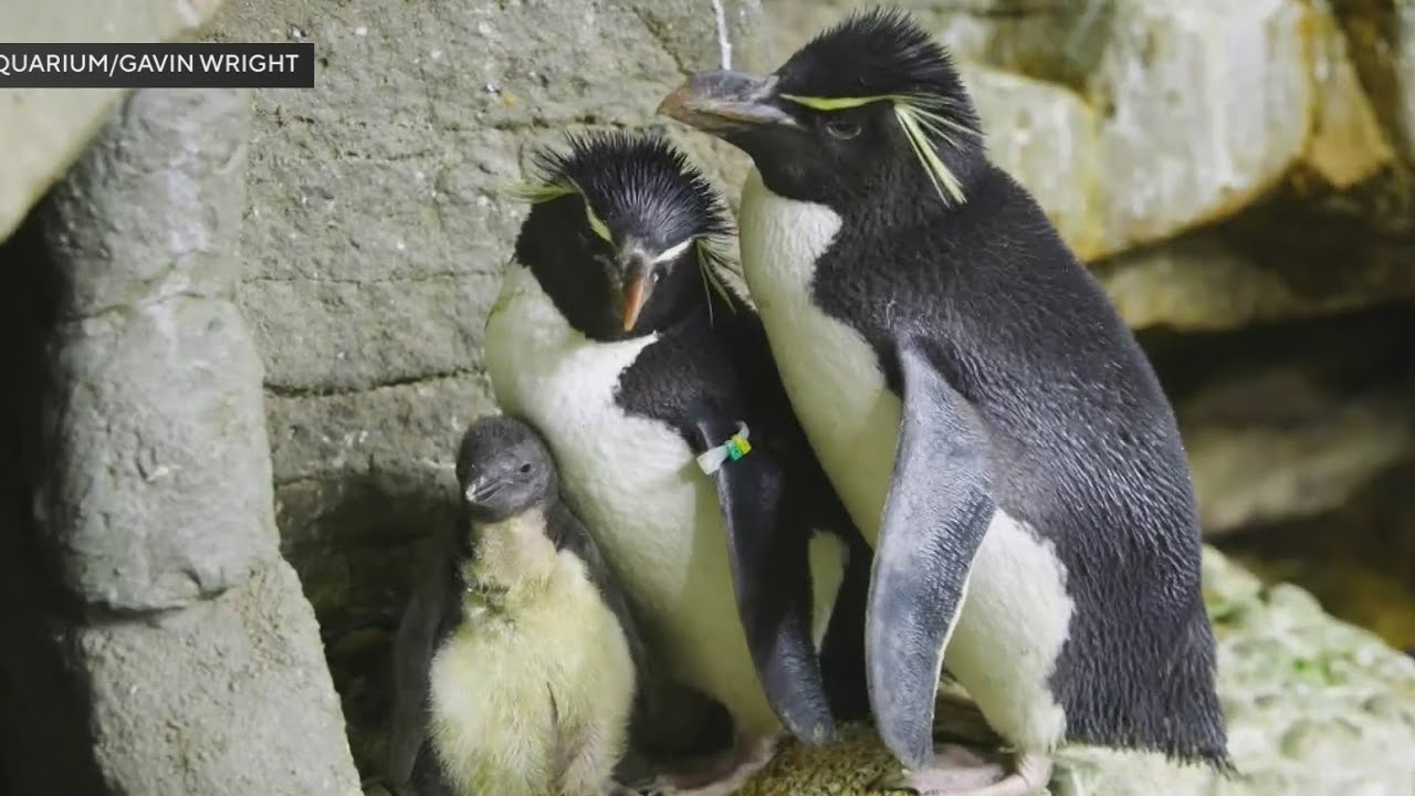 Shedd Aquarium welcomes penguin rockhopper chick