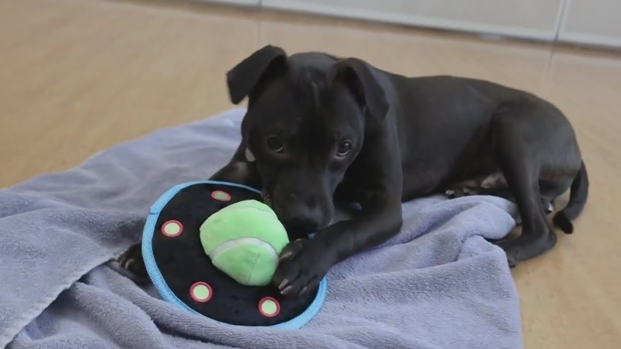 PAWS pet of the Week: Meet Emmett