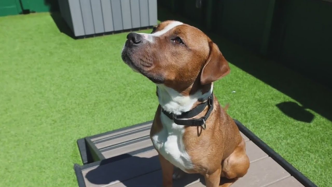 PAWS Pet of the Week: Willan