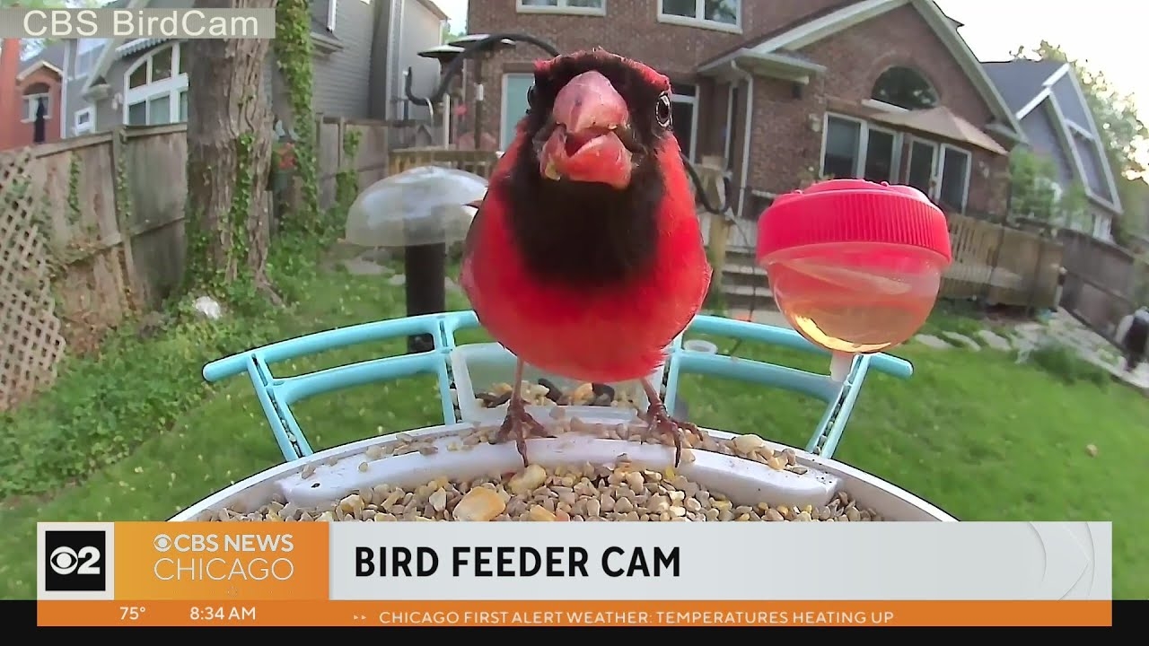 Ed's Bird Feeder Cam live on The Stream