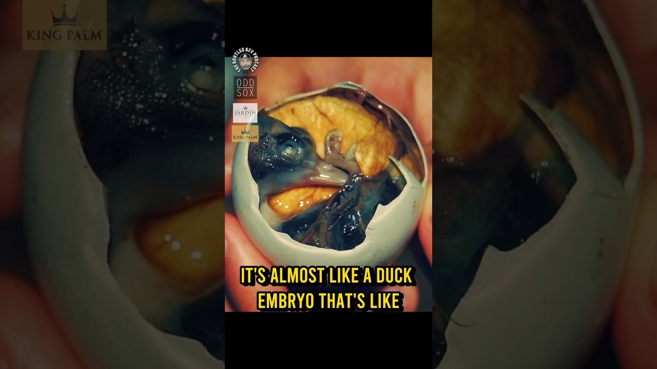 Would you eat Balut?