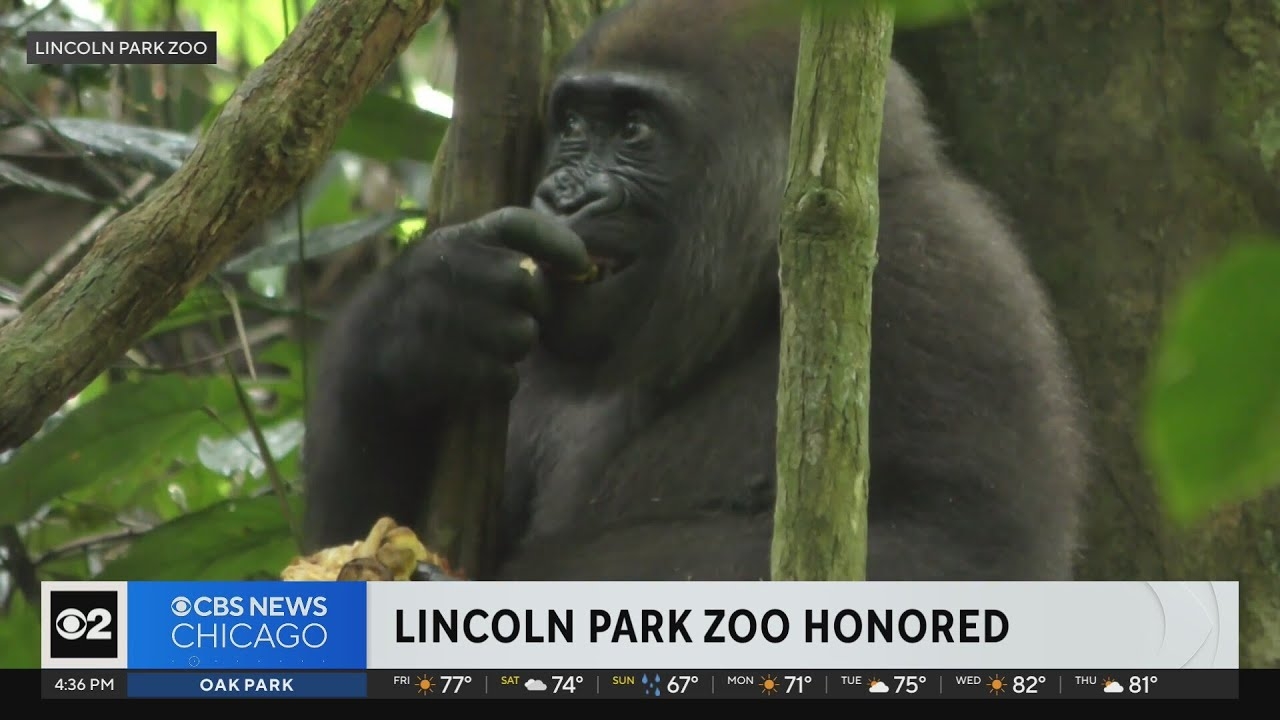 Lincoln Park Zoo honored for animal welfare and conservation efforts
