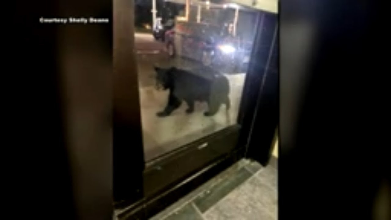 Alaska Bears Raid Krispy Kreme Delivery Truck