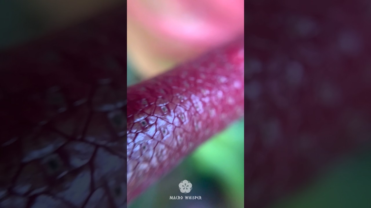 Barbie Beats With Anthurium  #Shorts #viral #barbie #nickiminaj #icespice #asmr #foryou #trending