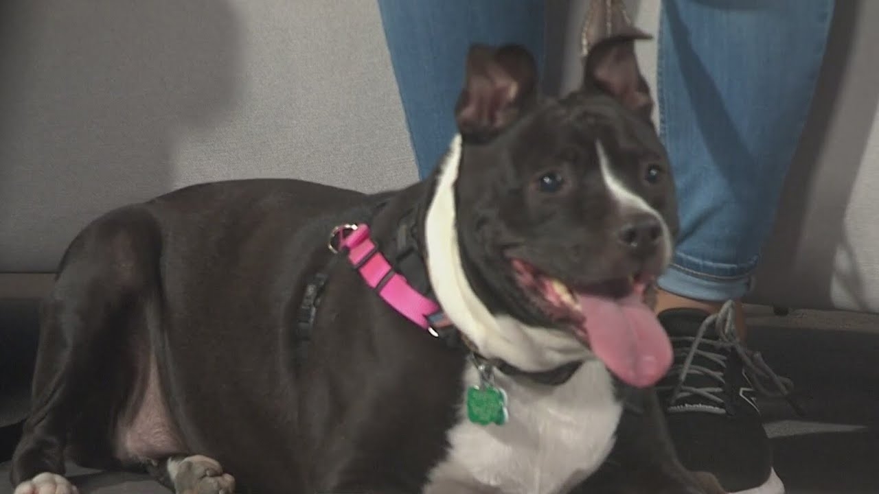 Pet Rescue Spotlight: New Leash on Life Chicago