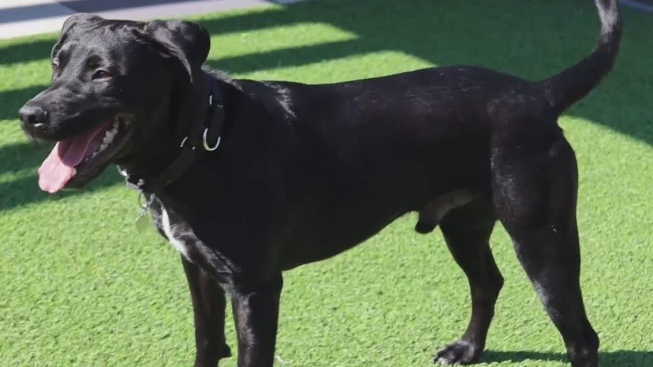 PAWS Chicago Pet of the Week: Franklin