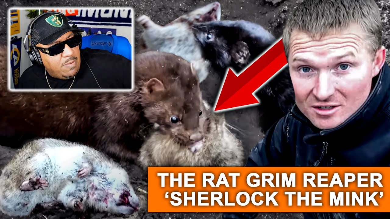 Sherlock the Mink Clears Farm of Rat Infestation! | AceBoyPun Reacts