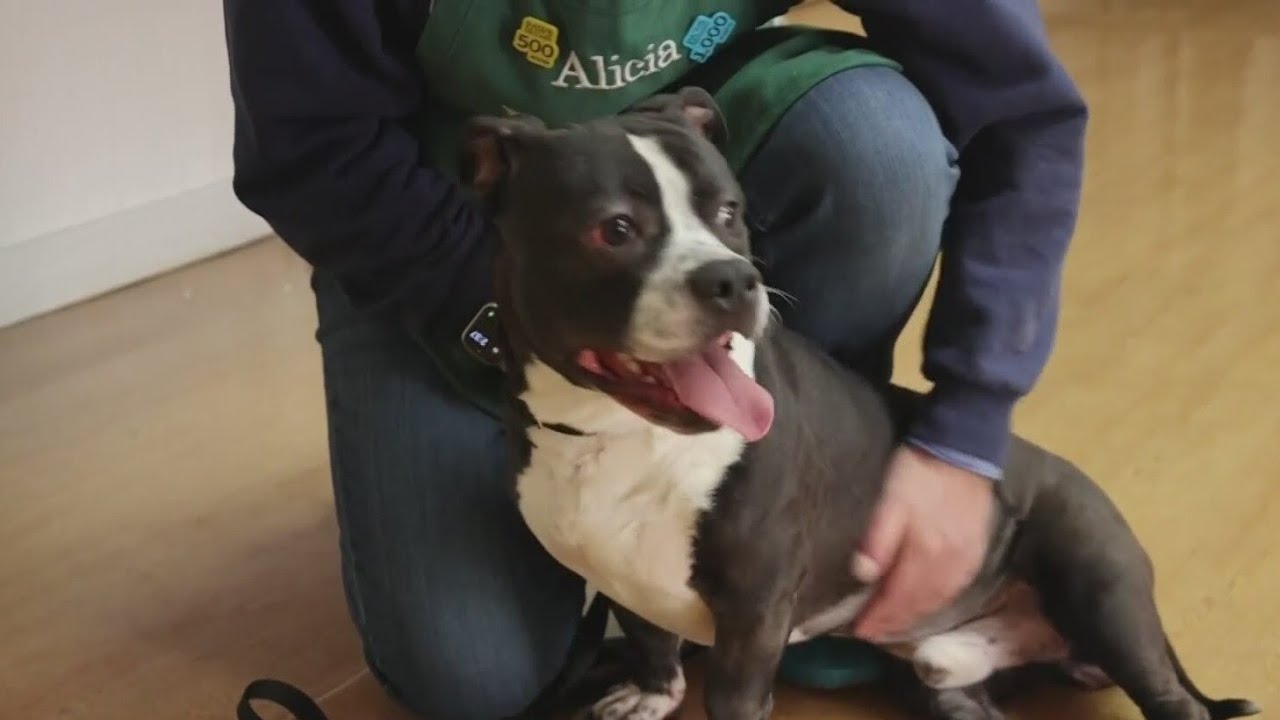 PAWS Pet of the Week: Bonsai