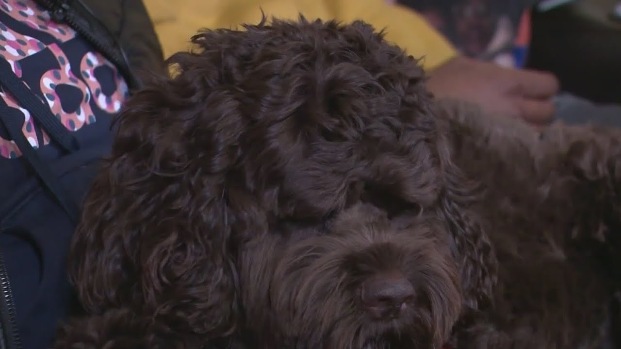 Milwaukee family reunited with stolen dog