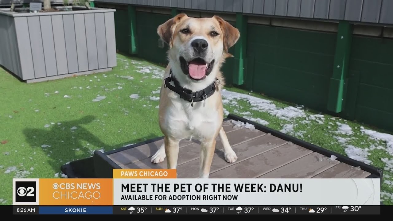 PAWS Chicago Pet of the Week: Danu