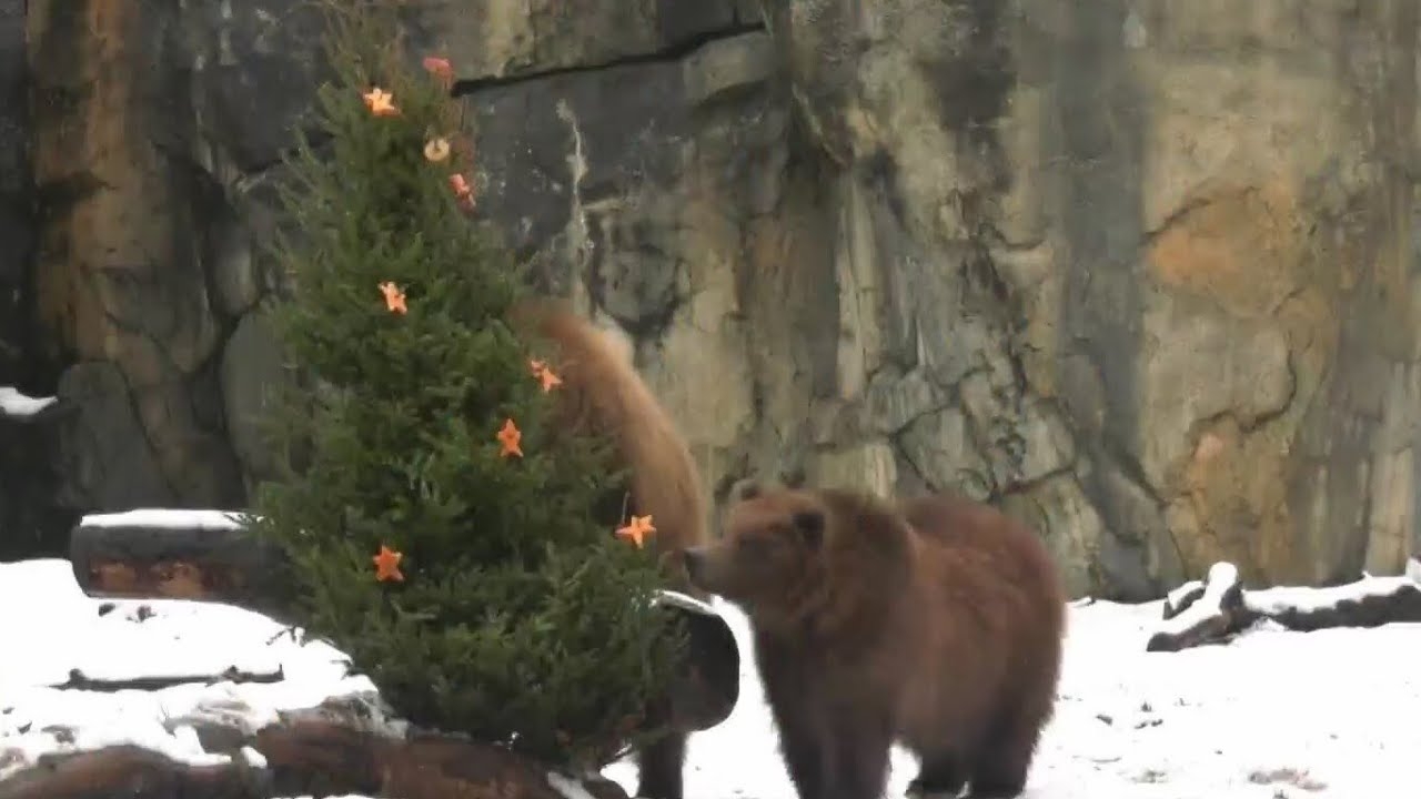 Brookfield Zoo animals enjoy enrichment hung from Holiday Magic trees