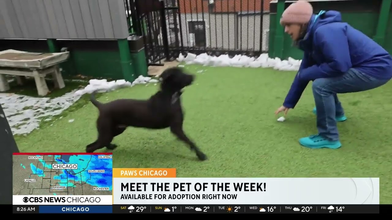 PAWS Chicago Pet of the Week: Dave
