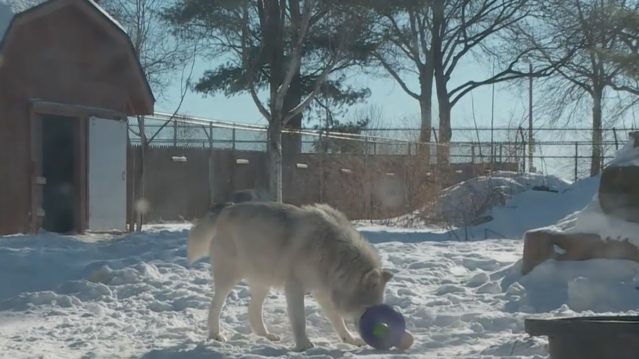 Frigid cold forces Chicago area zoo to close to visitors