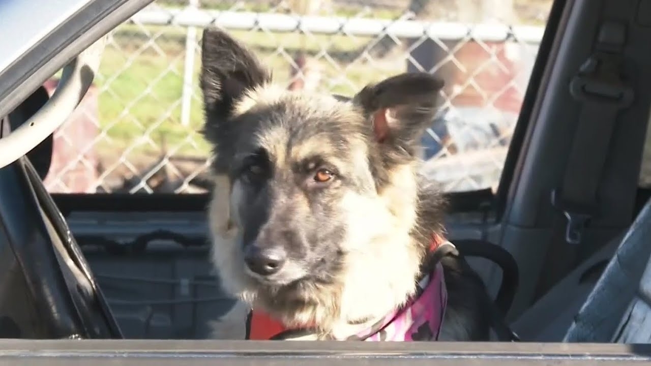 Service dog saves Texas veteran from house fire