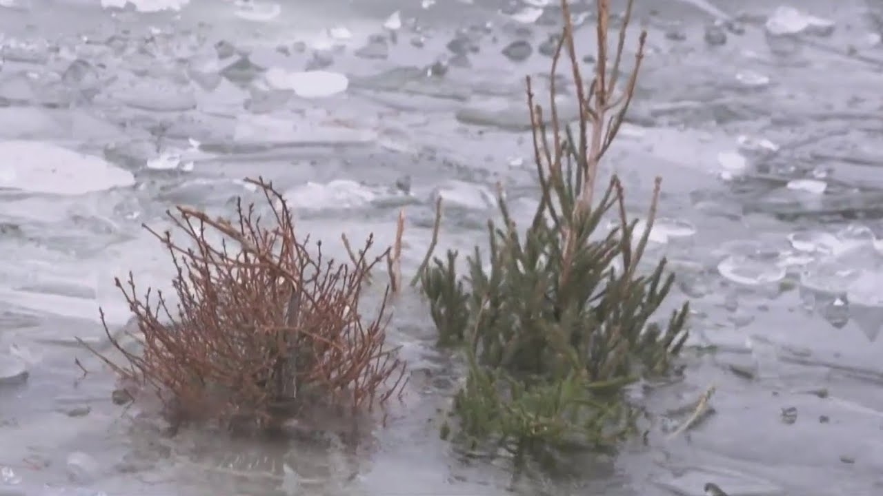 Christmas trees sleep with the fishes