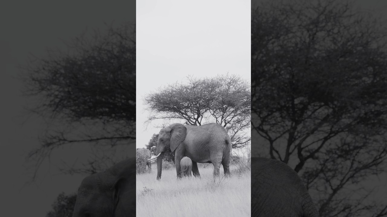 African Safari Club  #typebeat #hiphop #beats #instrumental