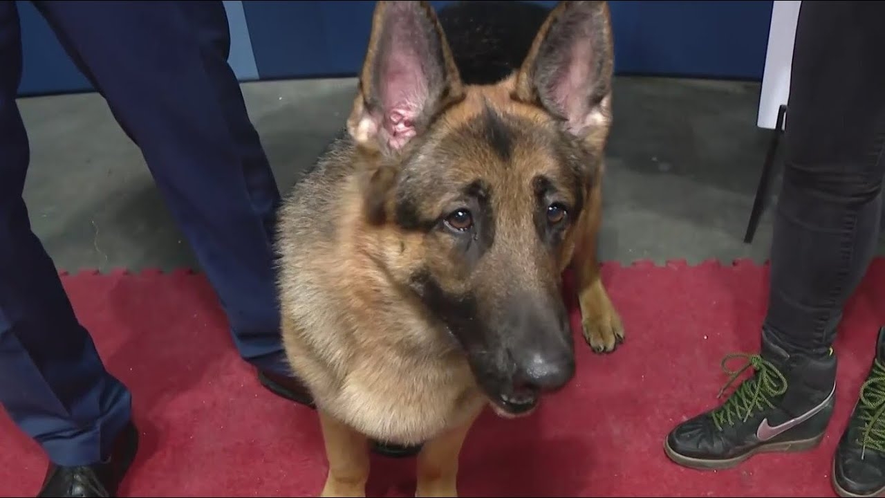 Great American Dog Show: Meet Best in Show winner Mercedes