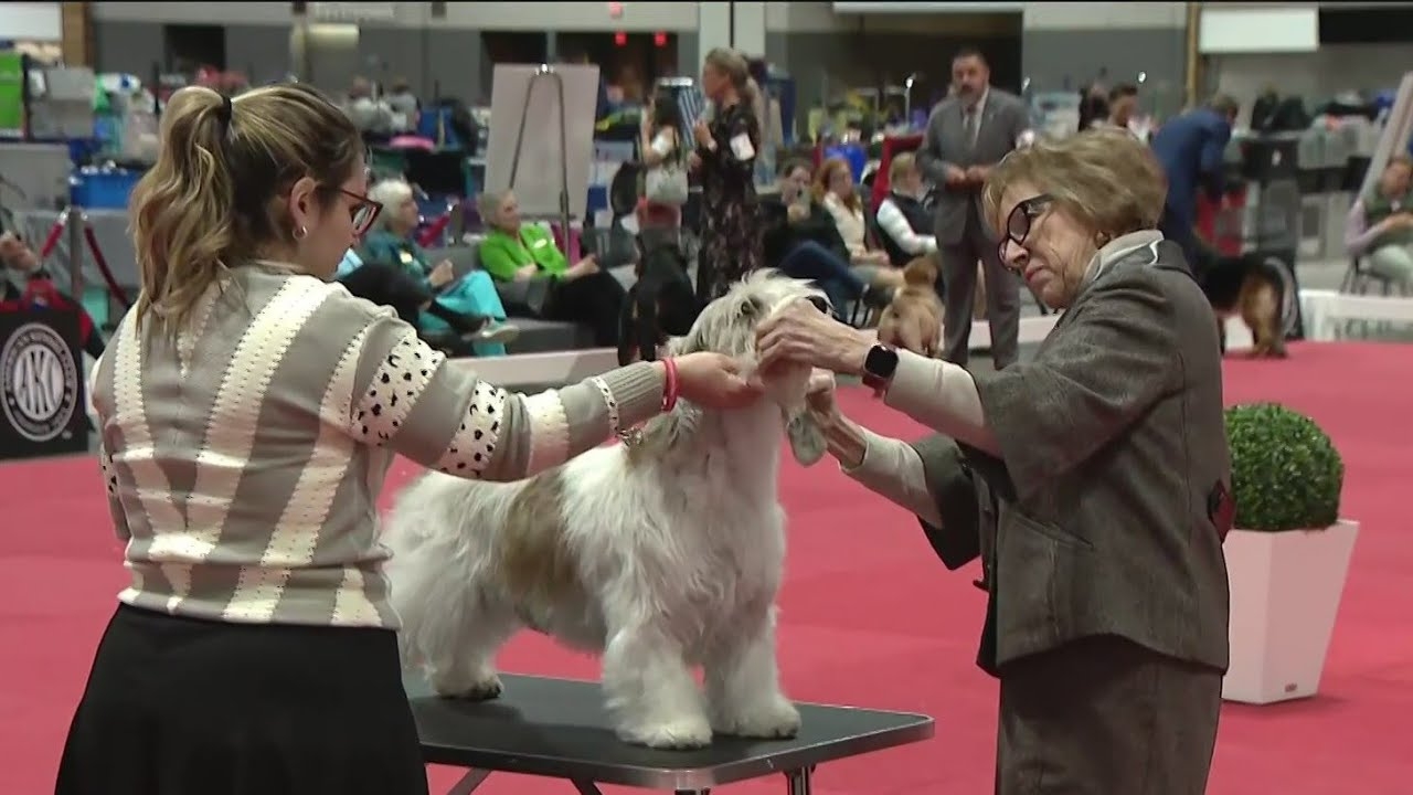 Great American Dog Show: How a Best in Show competition is judged