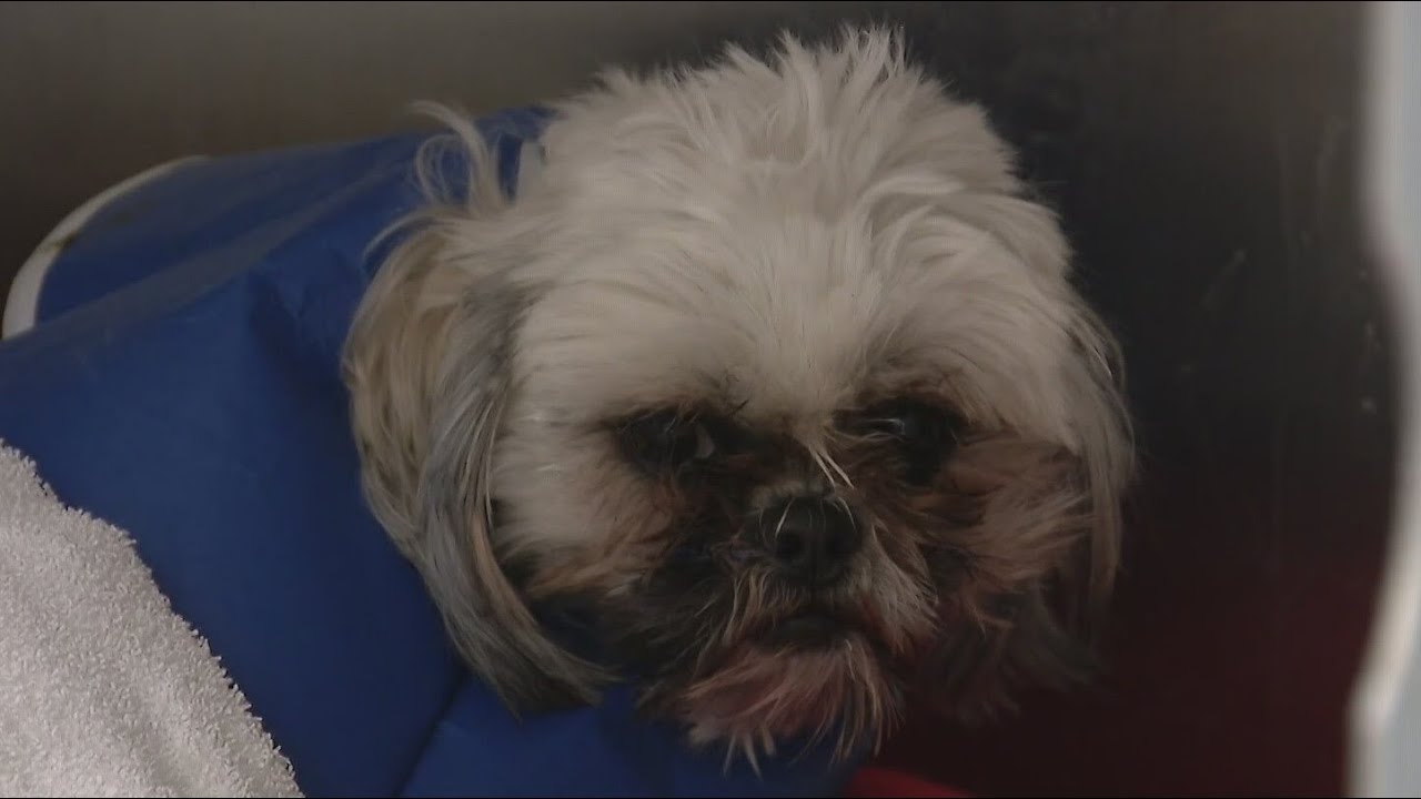 Chicago animal shelter offers breakthrough parvovirus treatment