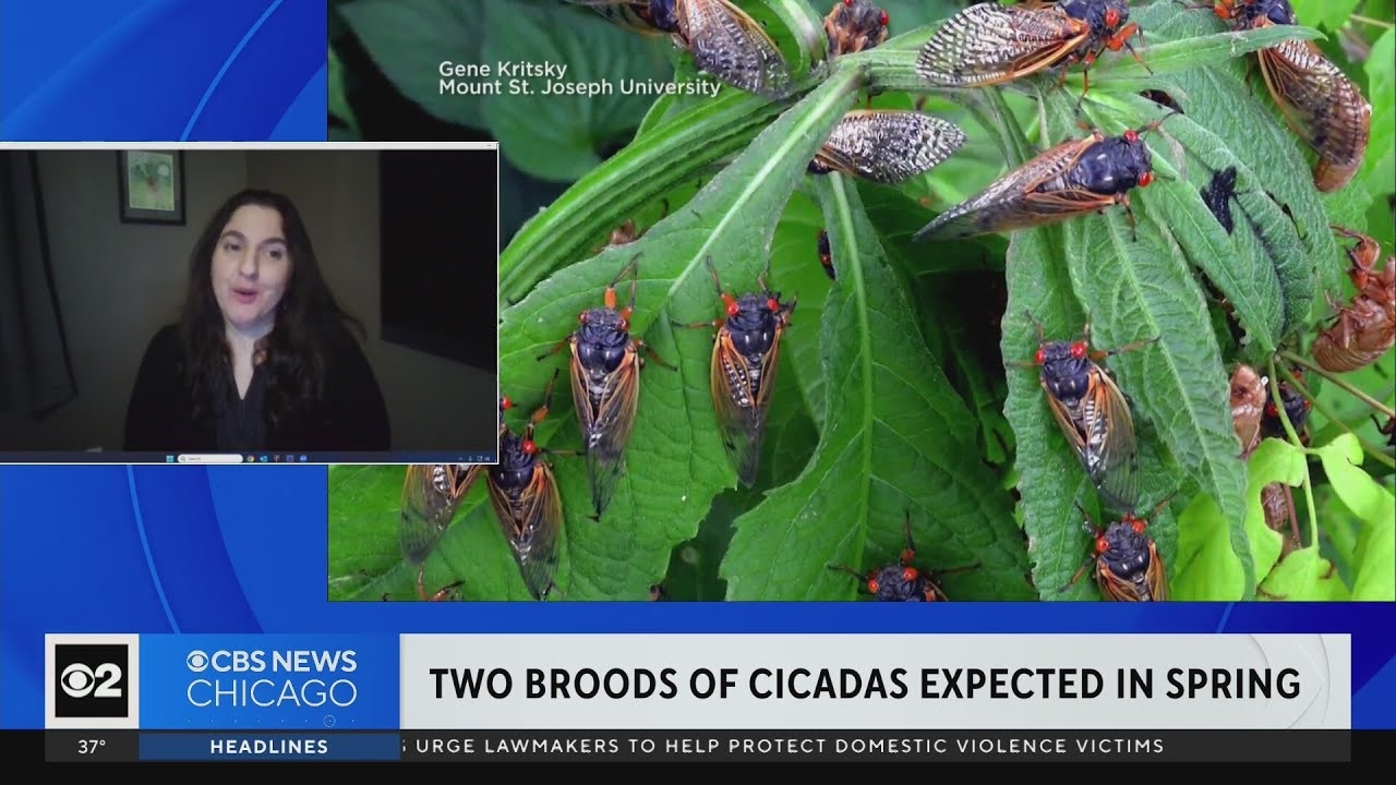 Two broods of cicadas expected in spring