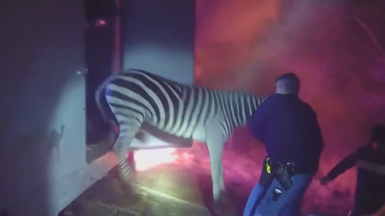 Video shows police officers in Indiana rescuing circus animals