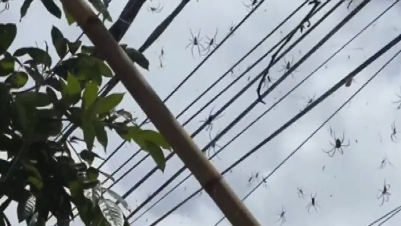Video captures net of spiders in Bali