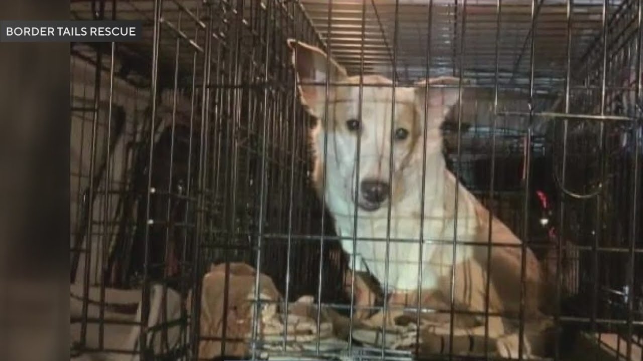 Fifteen dogs rescued from hoarder