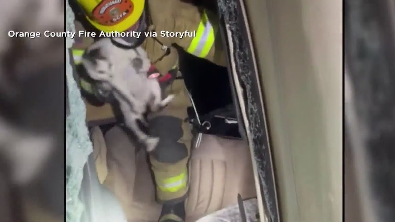 Cat rescued by fire crews after rollover crash in California