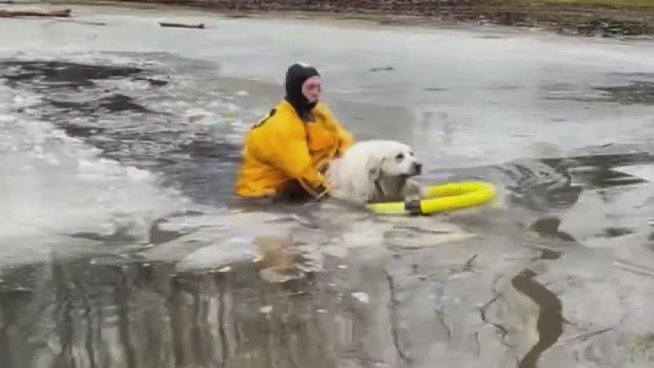 A rescue tale: Suburban Chicago firefighter saves dog from icy waters