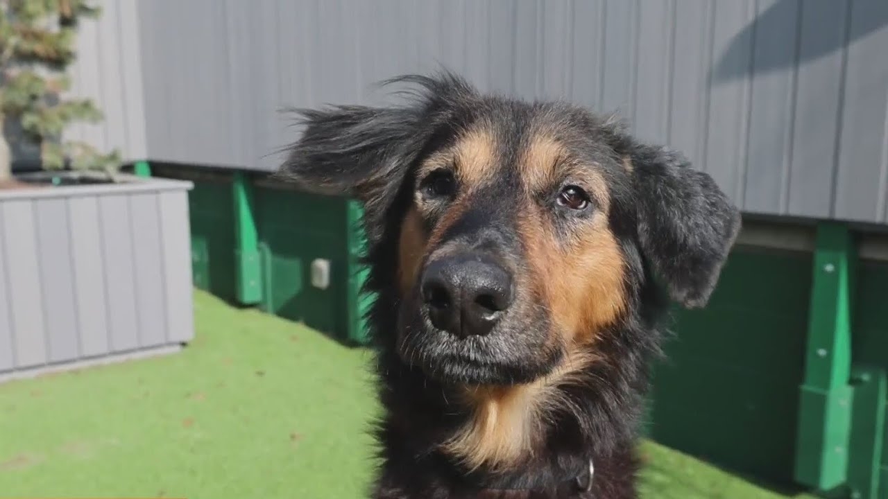 PAWS Chicago Pet of the Week: Danielle