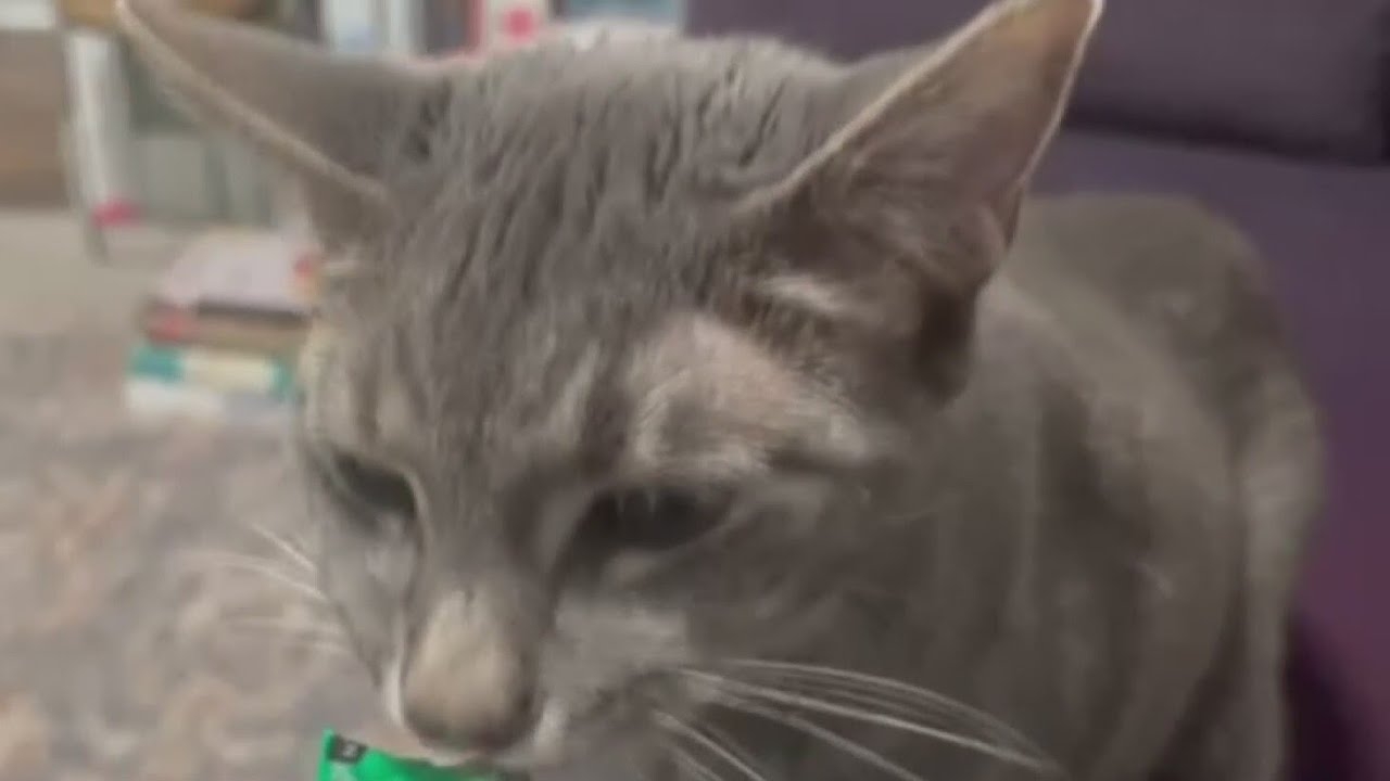 PAWS Pet of the Week: Thunder