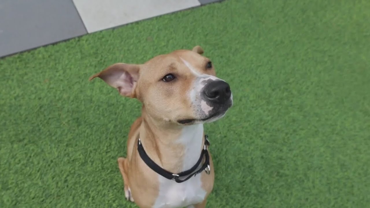 PAWS Pet of the Week: Crunch