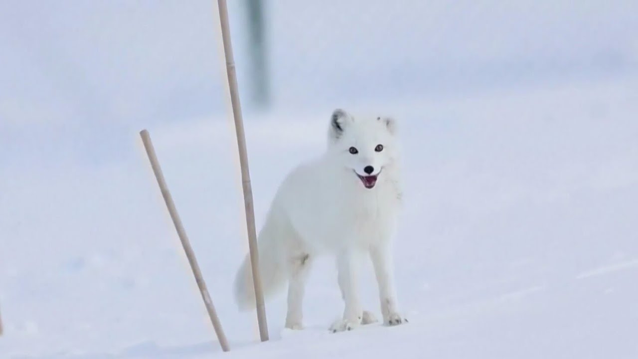 Climate change threatening survival of arctic foxes - here's how scientists are helping