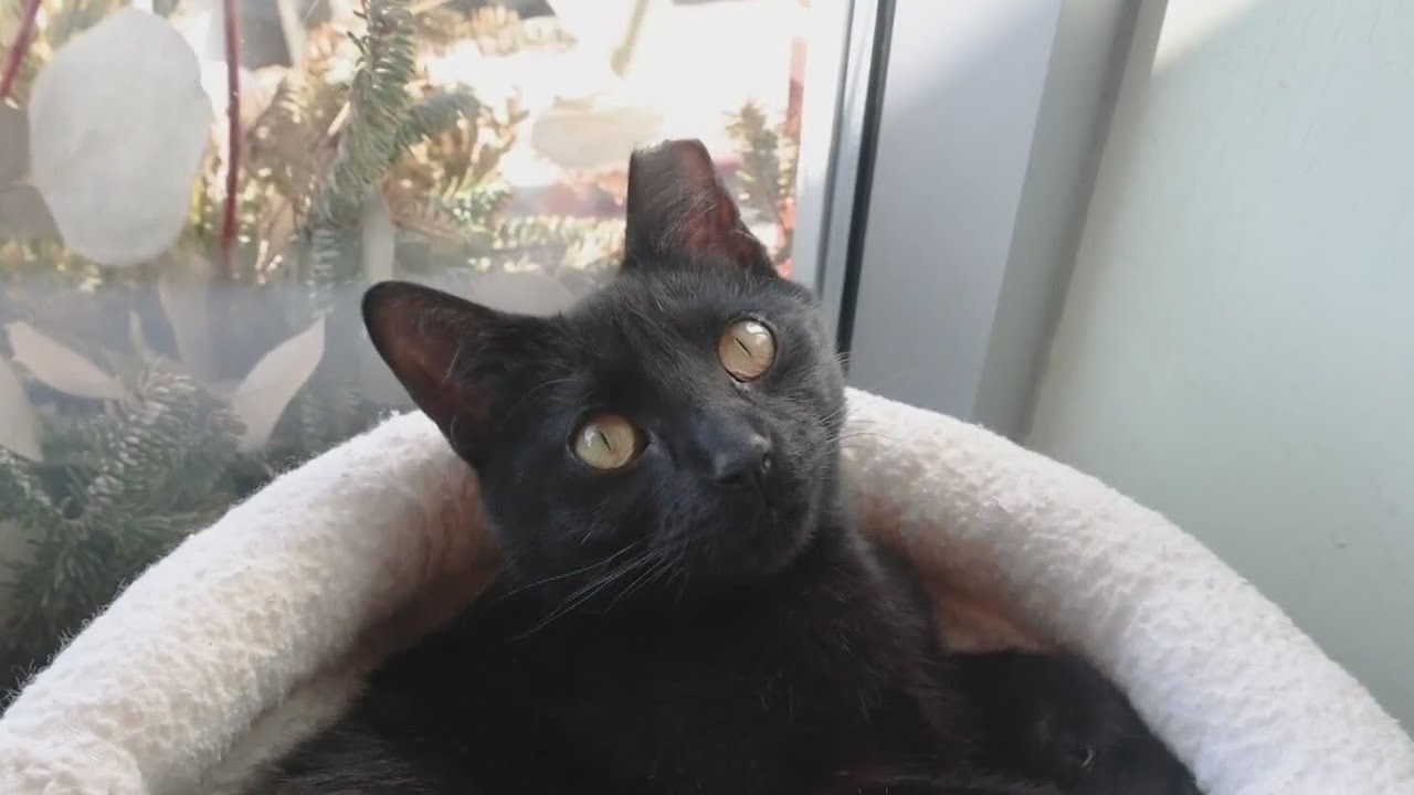 PAWS Chicago Pet of the Week: Brandon