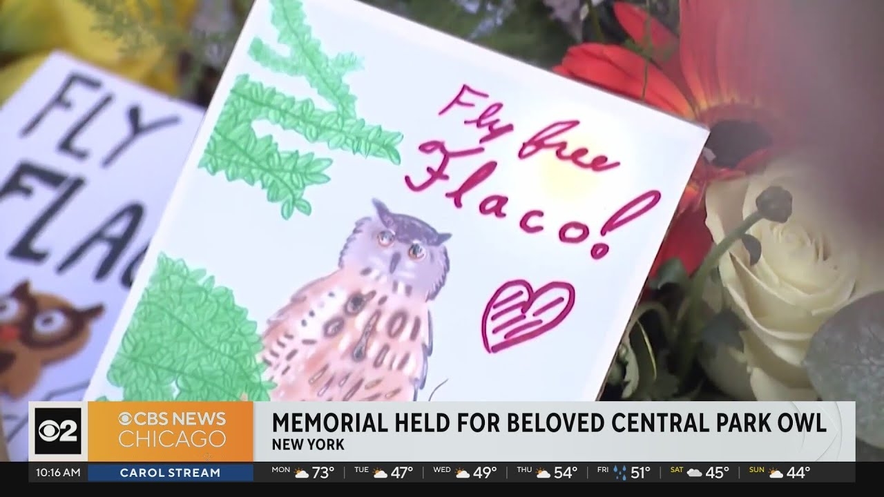Remembering Flaco the owl