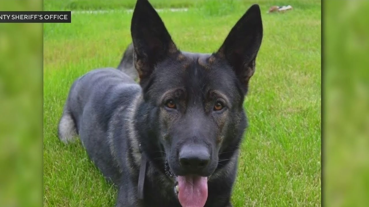 Prolific Illinois police dog, Dax, injured during arrest