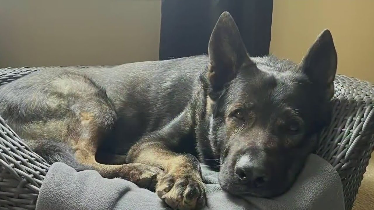 Dax, veteran Lake County, Illinois, police dog injured during arrest