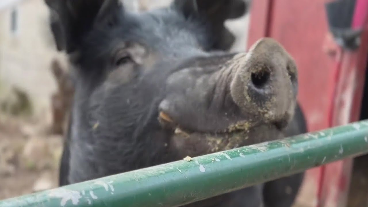 Loose pig named Kevin Bacon befriends neighboring family in Wisconsin